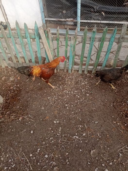 Срочно продам дакан