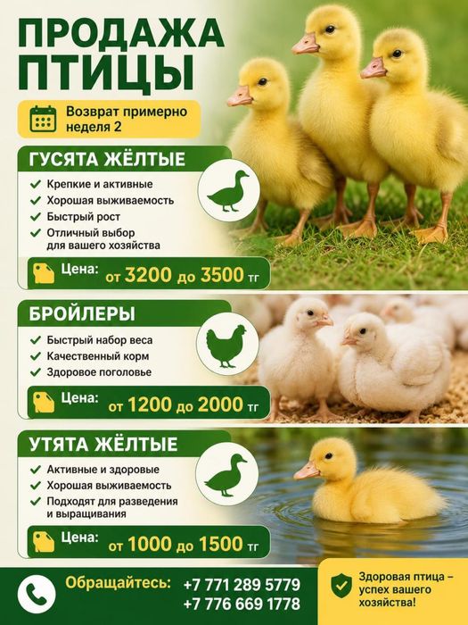 Гуси 5ти дневные