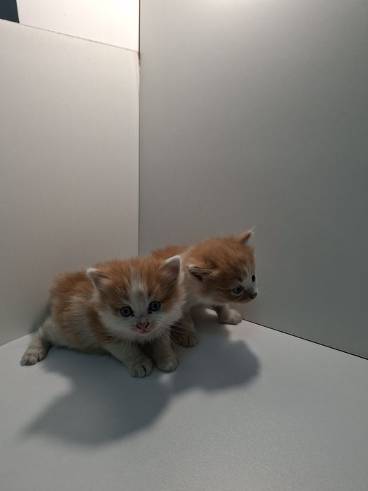 Отдам в добрые руки котят кошечек