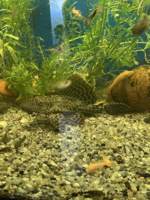 Guppy si ancistrus