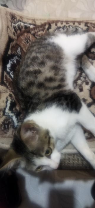 Котята в добрые руки.