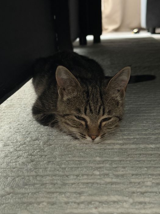 Отдам котенка в добрые руки