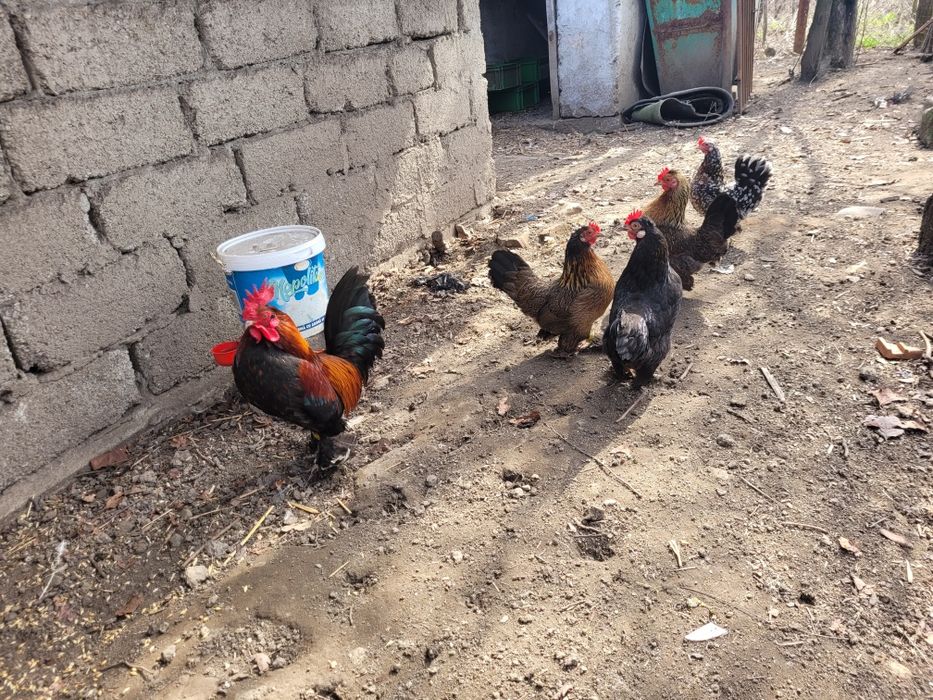 Oua de incubat găini pitice