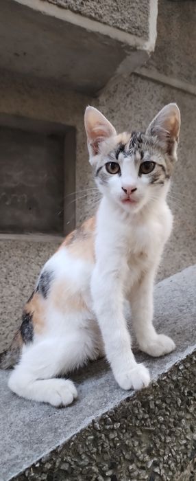 Търся дом за 2 малки котенца и майка им
