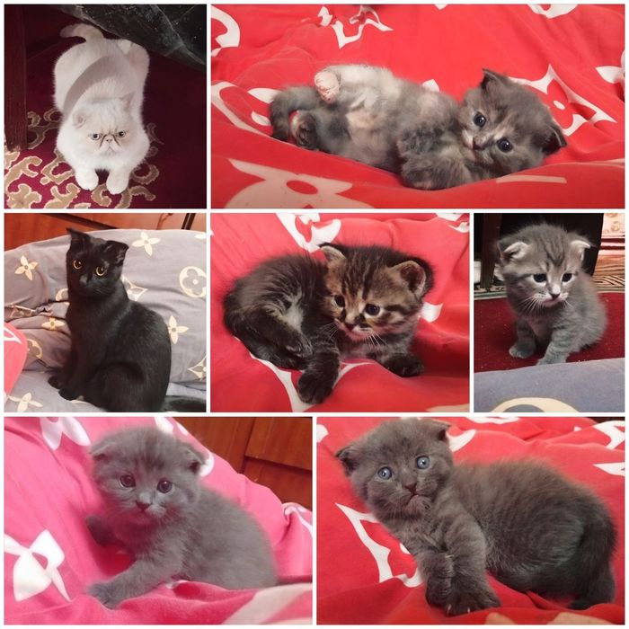 Продаются котята