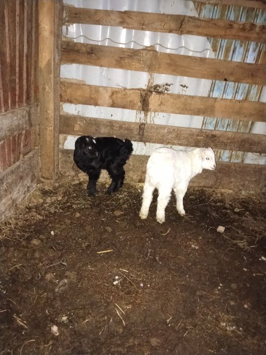 Барашка и сыновья