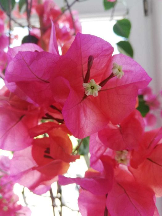 Цветущие розовые бугенвиллии