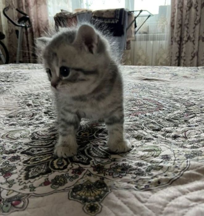 Мльчики в серых окрасах 1.5 мес