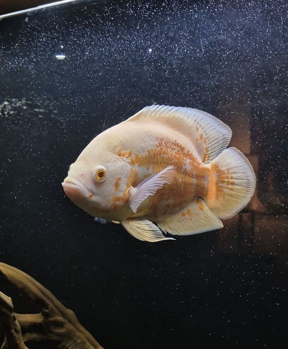 Астронотус. 1 год. Продам.