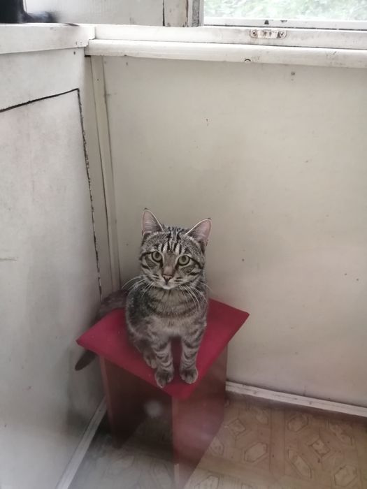 Отдам кошек и котов добрым заботливым людям