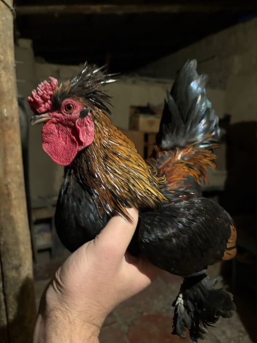 Пипин петух курица