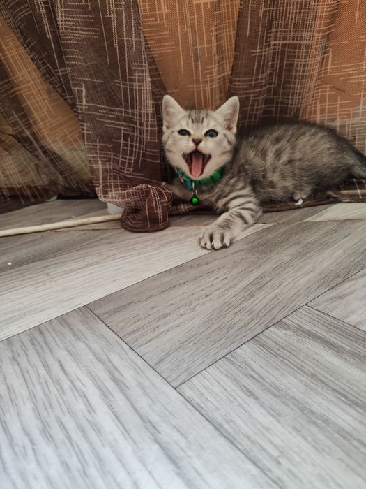 Скоттиш Страйт (мальчик)