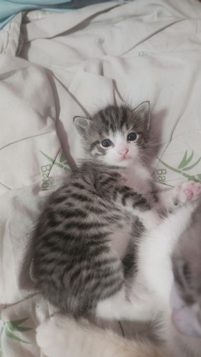 Отдам котёнка в хорошие руки