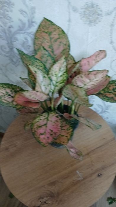 Комнатные растения