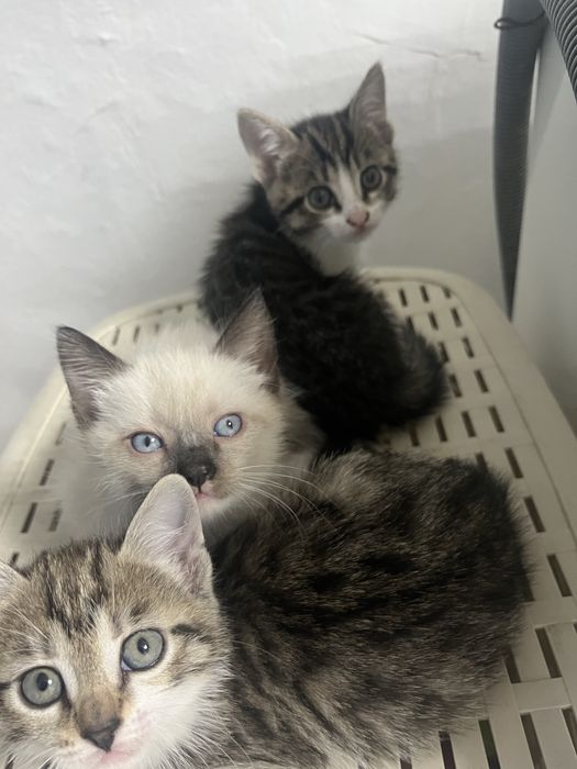 Отдаю котят даром,2 месяца