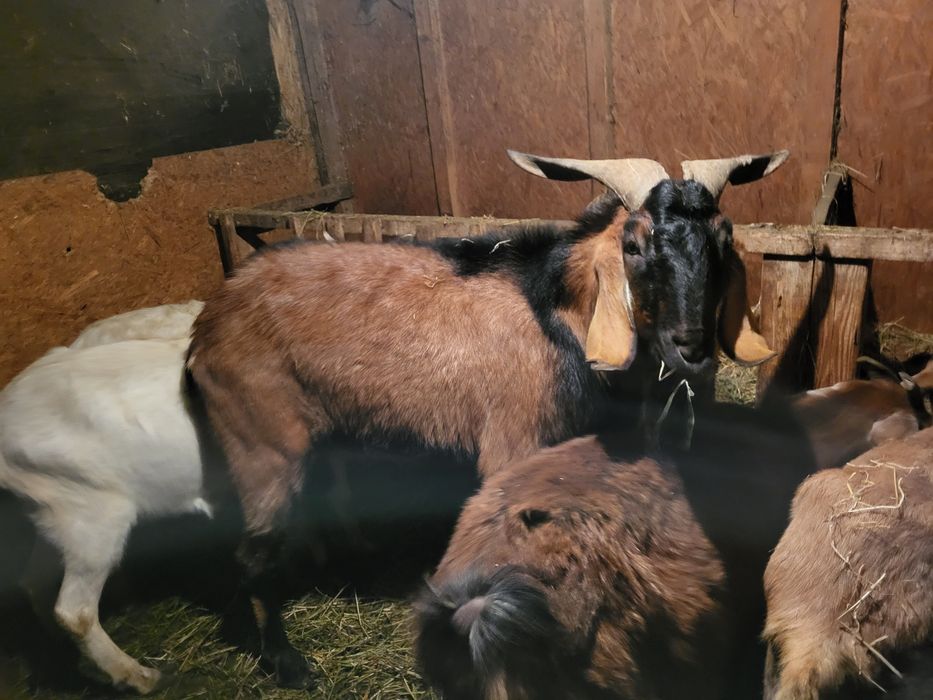 Vând țap anglonubian