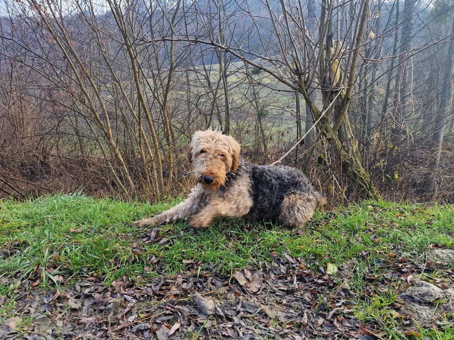 Femela Airedale Terrier