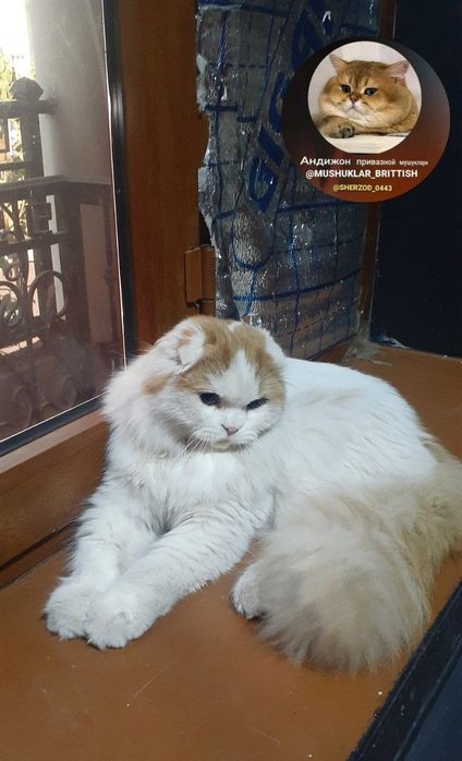 Scottish bicalor fold