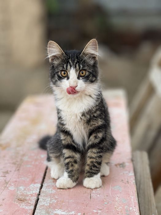 Кошка,котёнок,марғау