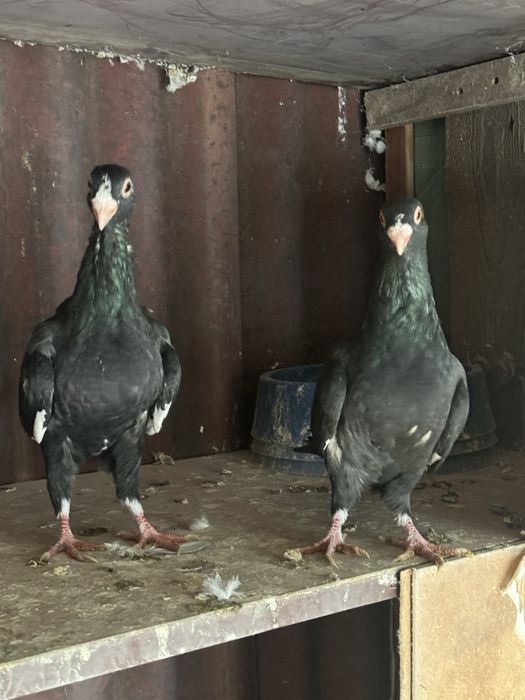 Голуби Шаами сирийцы