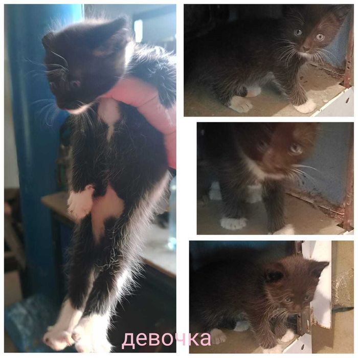 Отдадим котят бесплатно