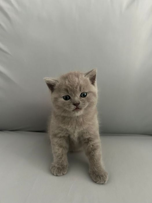 British shorthair
