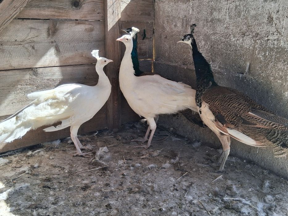 Cocosi de paun standar si alb de anu trecut