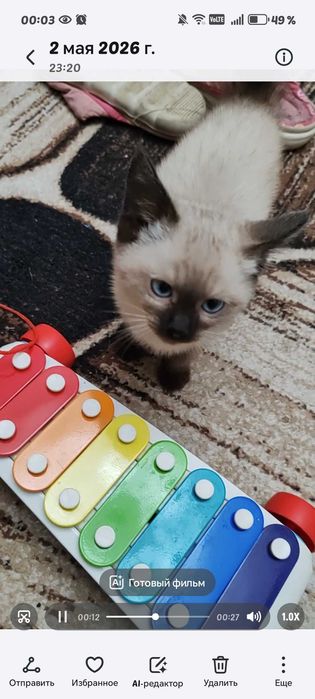Котенок сиамский