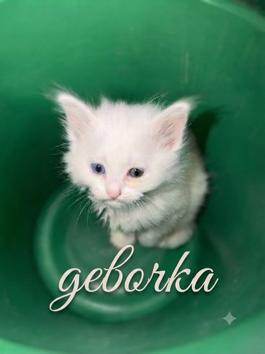 Котята в хорошие руки!
