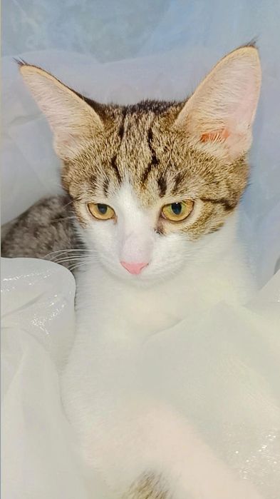 Привитый котёнок в доюрые руки. Юла