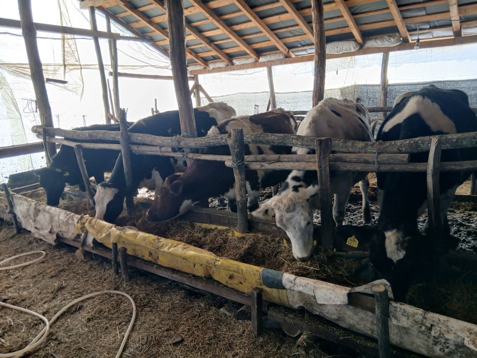 Vaci de lapte la prima fătare