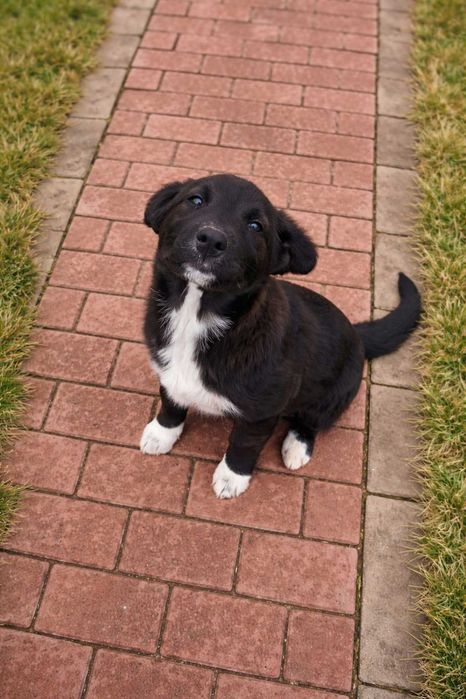 Cățelușă adorabilă își caută o familie iubitoare