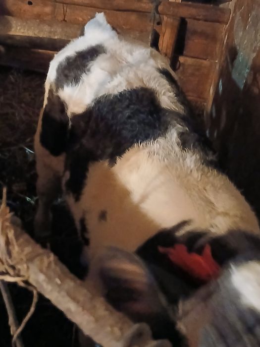 Vițel și vitea de vânzare