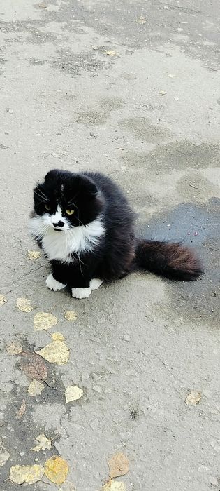 Очень красивый шотландец