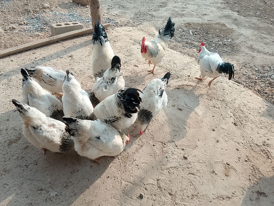 Қораз сатылады .