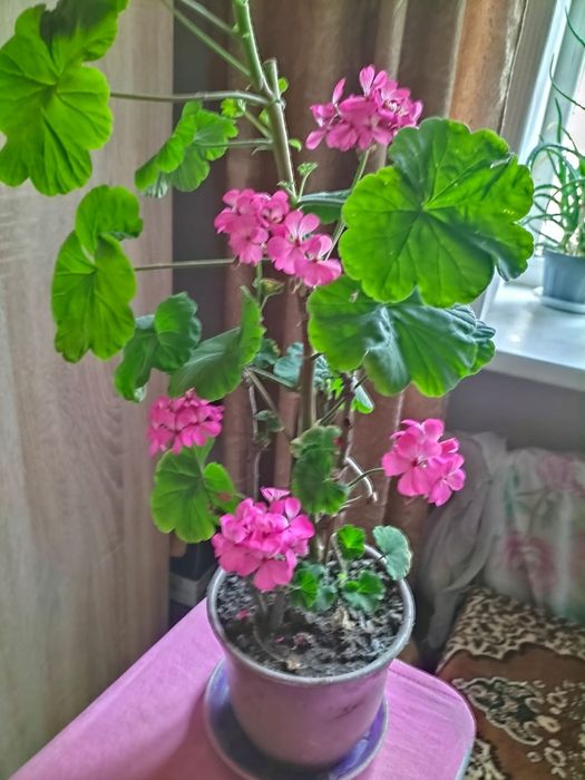 Продам розовую герань