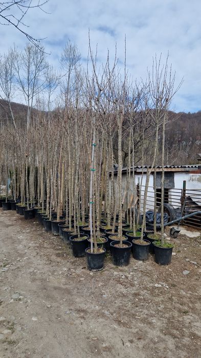 Catalpa  tei mesteacăn  platan