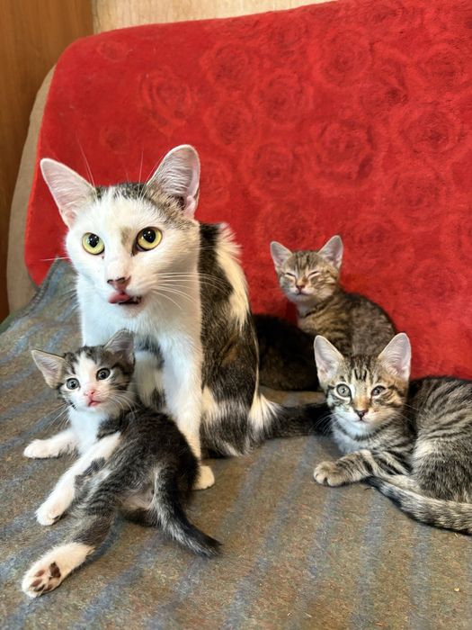 Котята милашки ищут дом