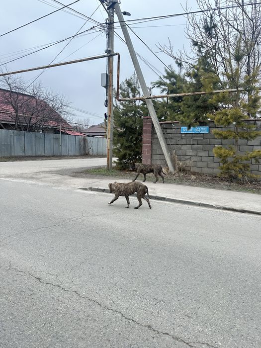 СТАФФОРДЫ!! Парочка! Потеряшки!