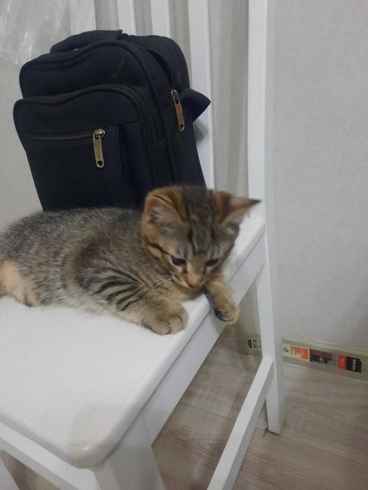 Отдам котят мальчиков в добрые руки