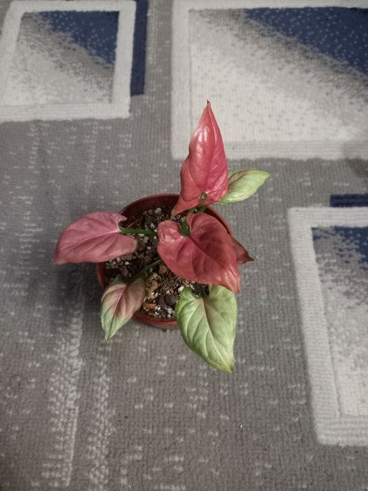 Сингониум Орм наг, растения, цветы, подарок