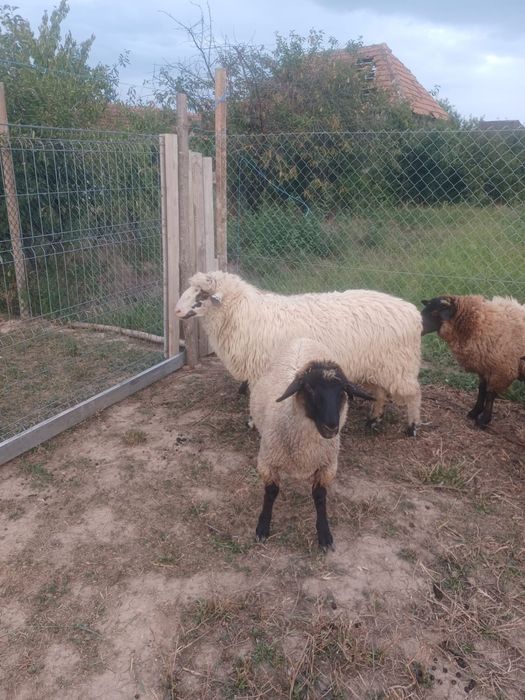 De vânzare berbec Oachis la prima monta.