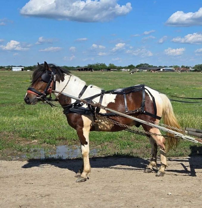 Cal si căruță de vanzare