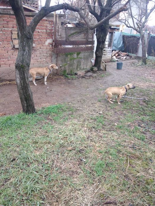 Свободно женско питбулче