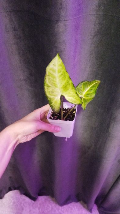 Продам хорошие веточки сингониума
