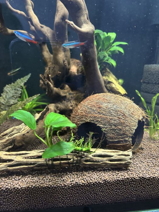 Аквариум 50 л + 10 л полные комплекты в Рассрочку. Ред.