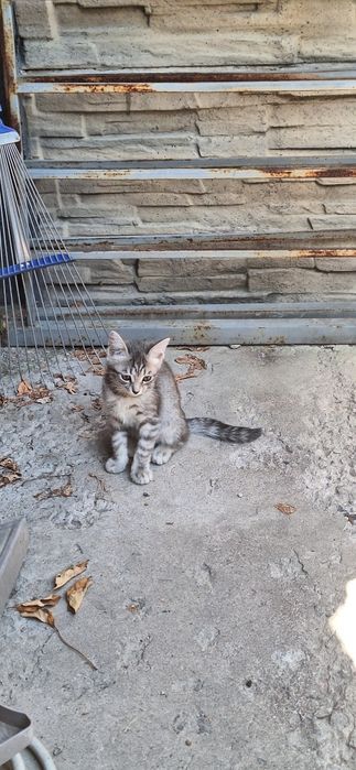 Кошка с котятами