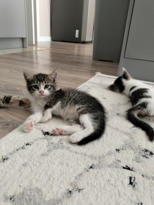 Котенок девочка 2 месяца