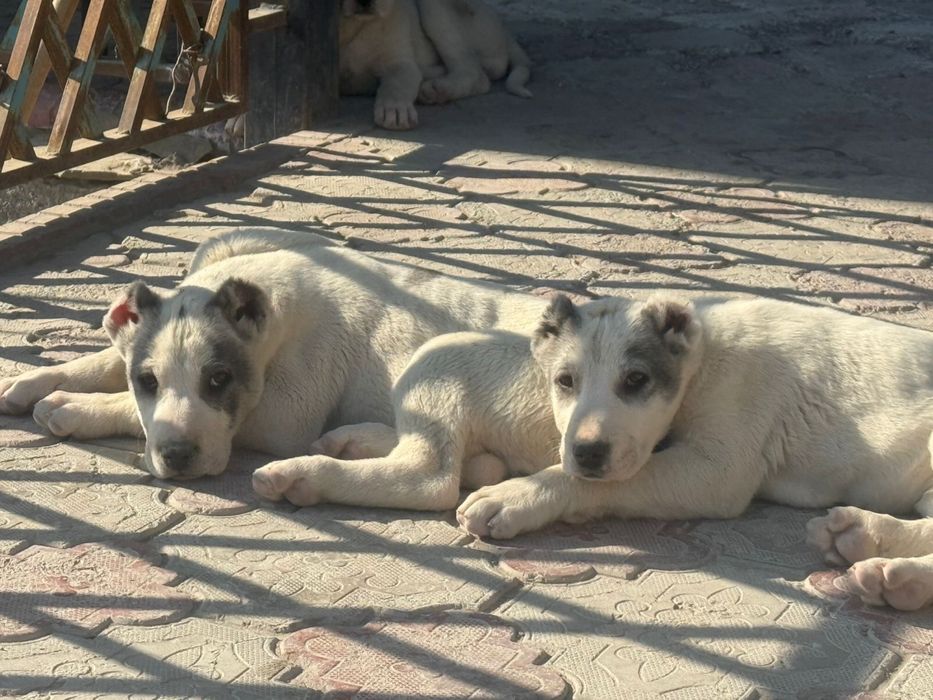 Алабай кушиктер сатылады