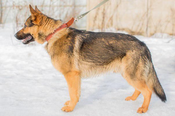 Щенки немецкой овчарки